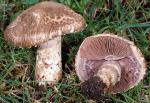 Agaricus fuscovelatus - Fungi Species